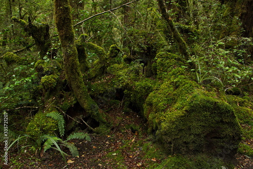 Lake Gunn Nature Walk in Fiordland National Park in Southland on South Island of New Zealand 