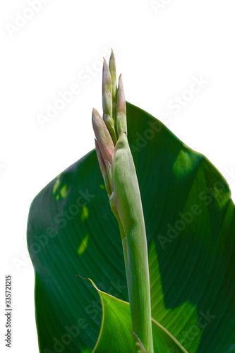 Canna flower isolated on a white background.