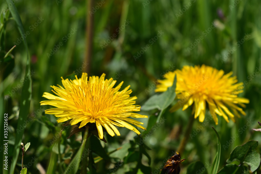 たんぽぽ(dandelion)