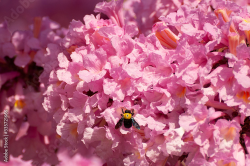 Pink Tabebuia impetiginosa in bloomig photo