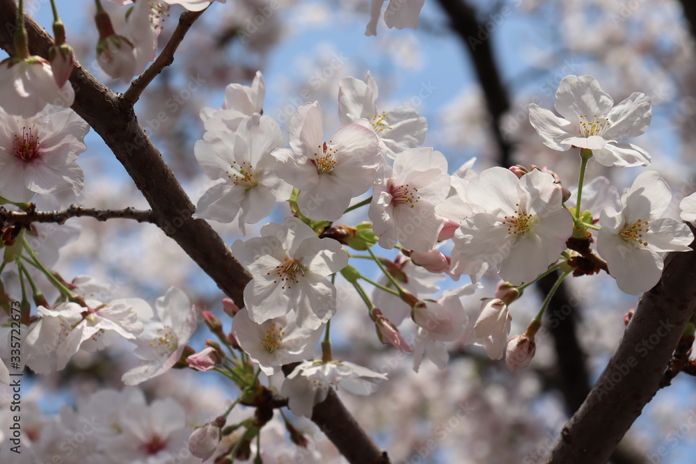 日本　桜