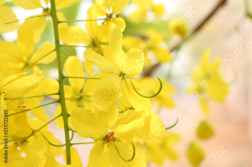 Bunch of yellow golden shower Cassia fistula / Indian laburnum state flower of Kerala South India. Thailand national flower. Blooms on spring. photo