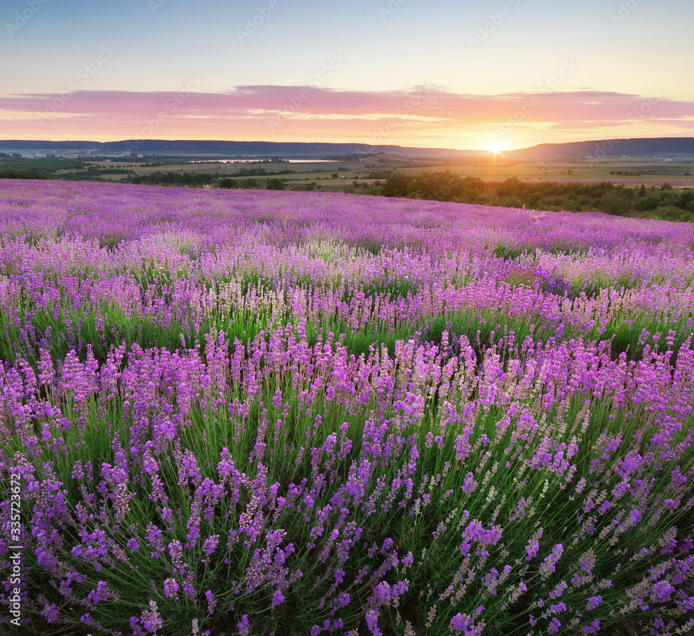 Obraz premium Meadow of lavender.