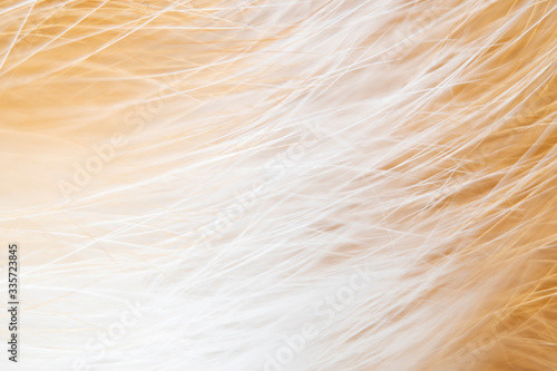 Blurred abstract background on the theme of fur in light, orange colors.