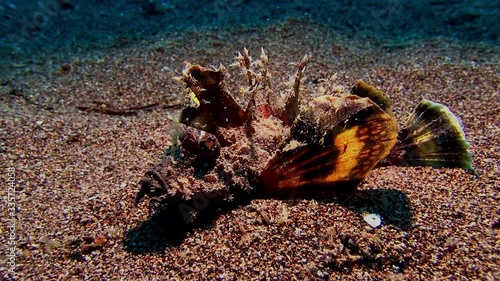 Angry stonefish