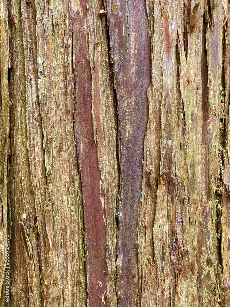 樹皮のテクスチャ