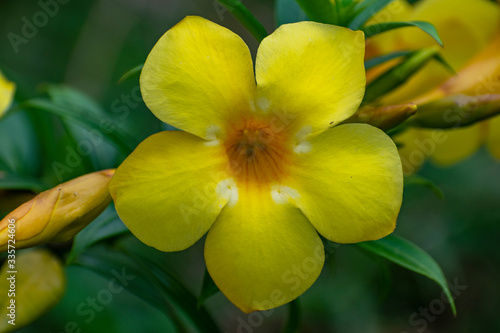 Fototapeta Naklejka Na Ścianę i Meble -  yellow flower Asia