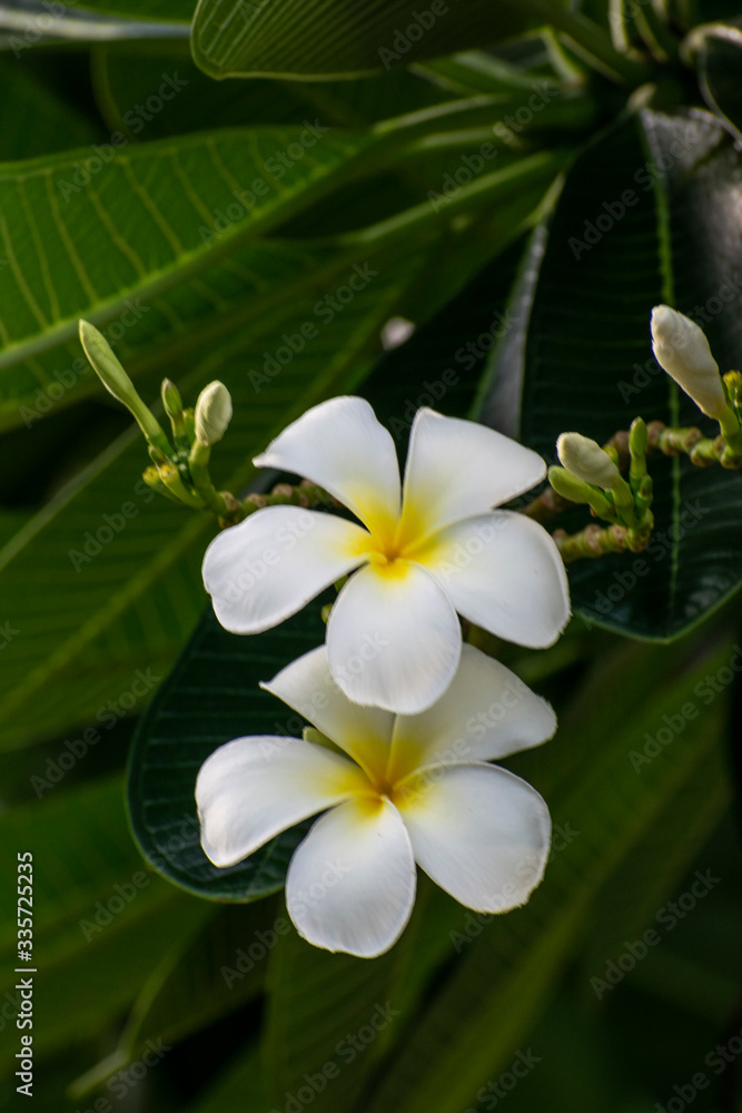 Fototapeta premium frangipani plumeria flower