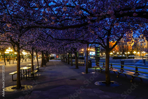 Stockholm, Sweden The cherry blossoms in Kungstradgarden park.