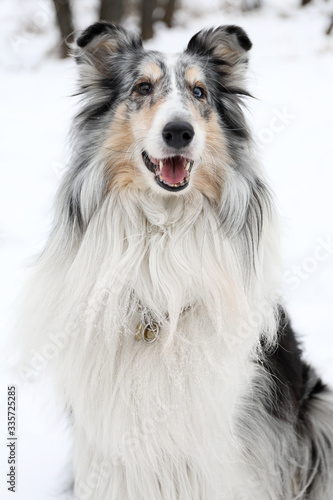 Rough collie dog on snow background