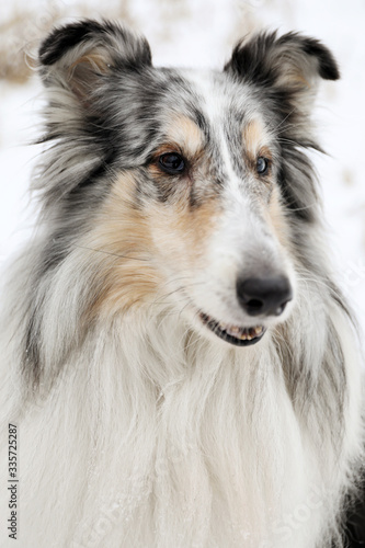 Rough collie dog on snow background © Ксюша Головина