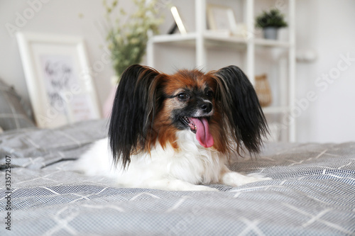 Papillon dog lies on the bed