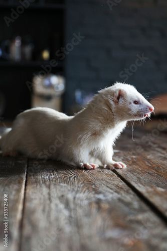Ferret sitting on the table