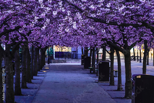 Fototapeta Naklejka Na Ścianę i Meble -  Stockholm, Sweden The cherry blossoms in Kungstradgarden park.