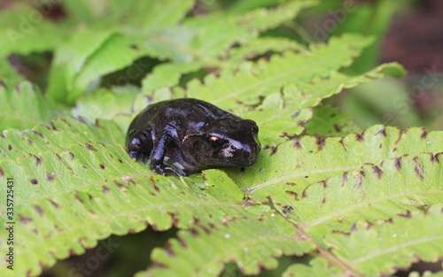 Foto Tadpoles on fern transitioning from a polliwog (tadpole) to a frog