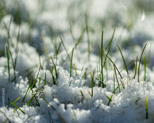 Green grass under snow. © Ludmila Smite