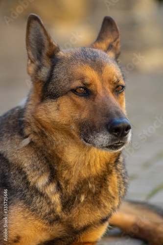 Deutscher Schäferhund