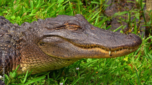 Wild alligator in the swampy areas of Cajun country