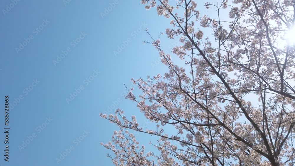 満開の桜と太陽