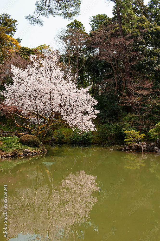 Naklejka premium 桜