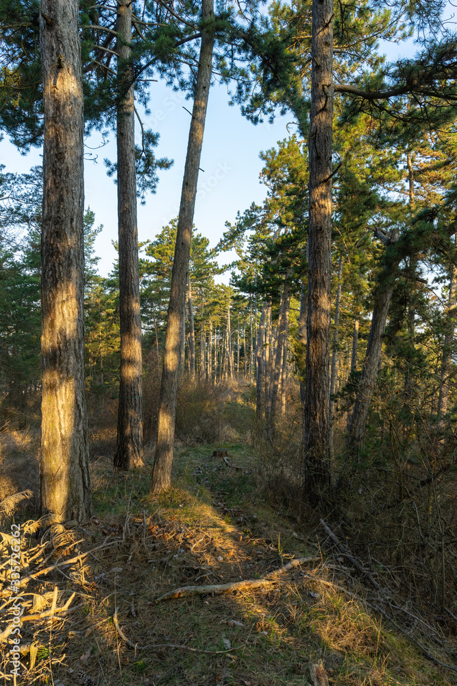 Obraz premium Landschaft im Frühling