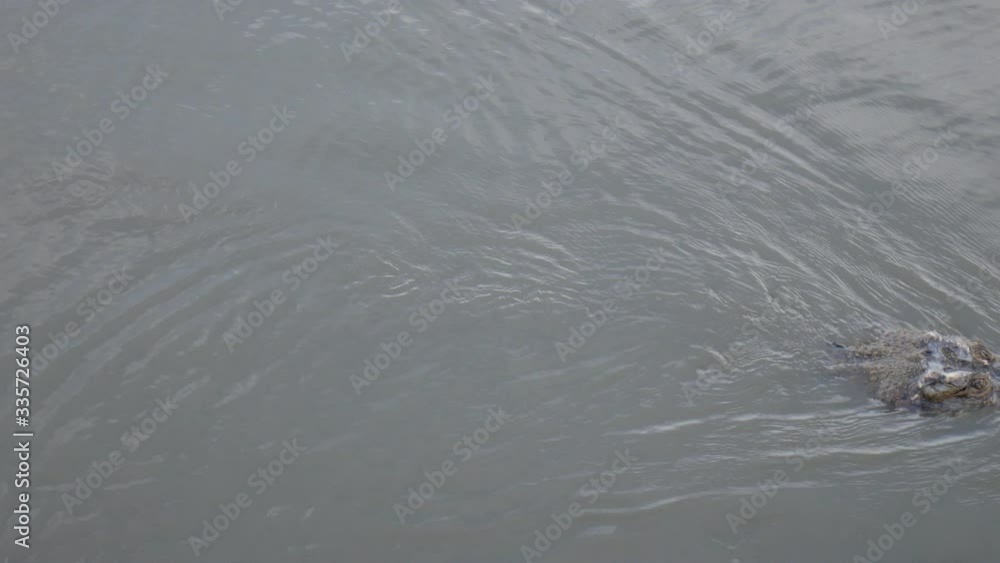 Big crocodiles in the river, lake. Crocodile in mud water. Crocodile with growth and fertility naturally.