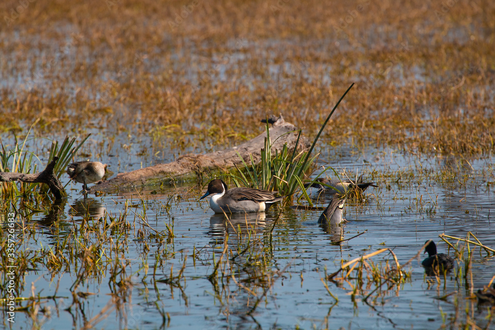 A lone Northern pintail swimming in the marshy areas of Keoladeo National Park in Bharatpur A lone Northern pintail swimming in the marshy areas of Keoladeo National Park in Bharatpur