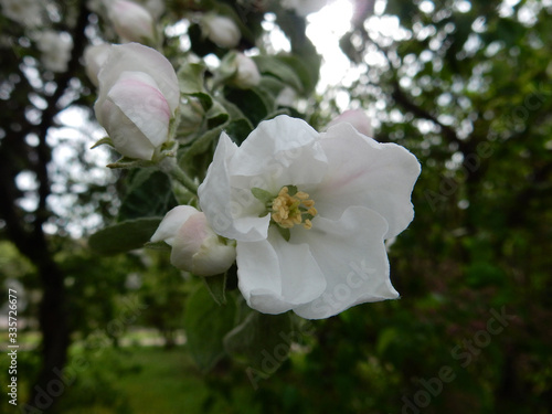 spring blooming delicate white flowers apple trees on a blurred background © Natalia