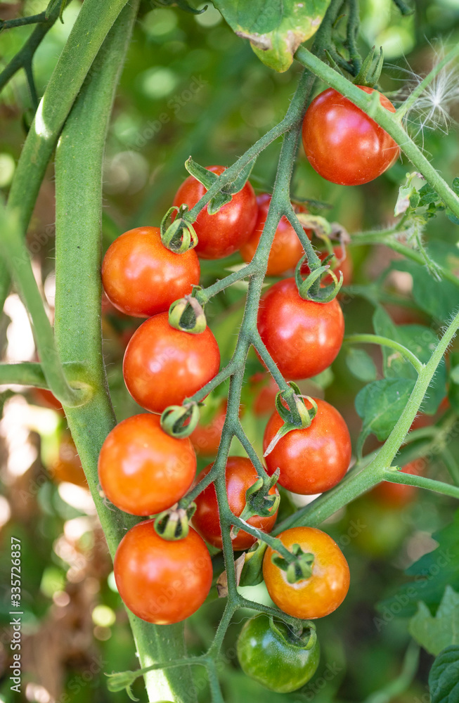 cherry tomatoes on plant