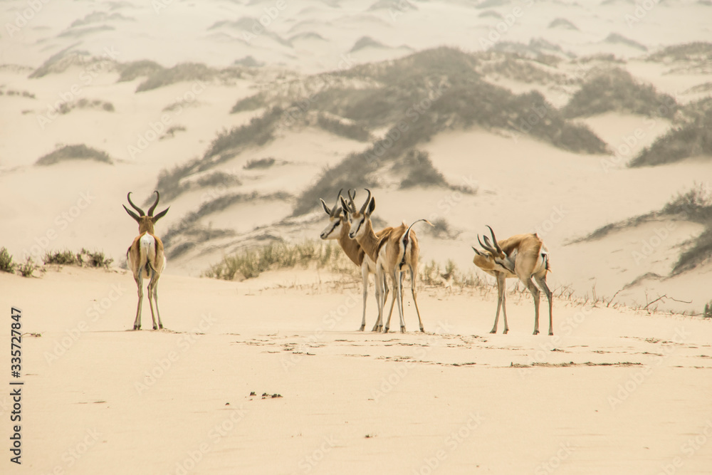 Springboks lost in the Namib Desert... 