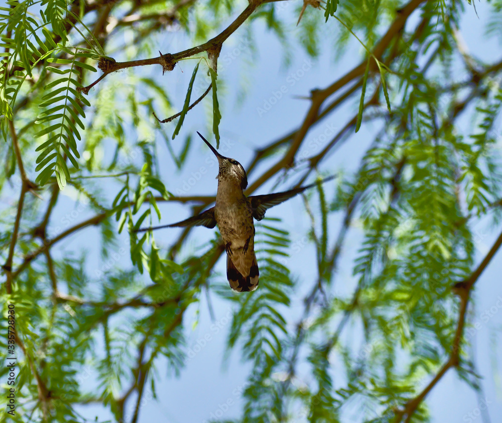 Hummingbird Feeding on Tree Sap