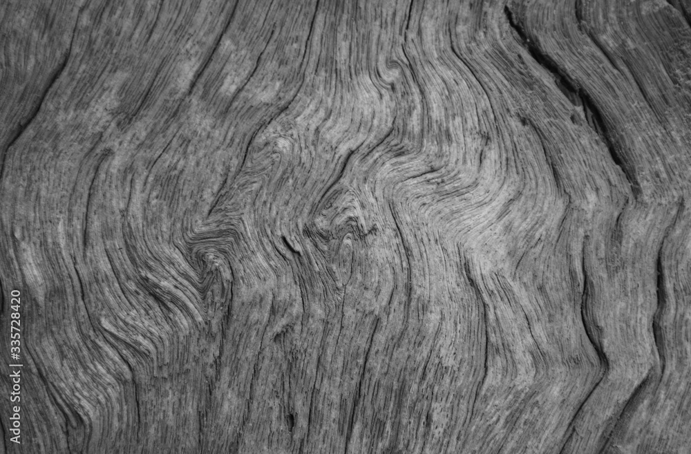 the textured wood bark tree abstract background. The natural structure from wood bark material wallpaper in black and white vintage tone style. the textured wood bark tree abstract background. The natural structure from wood bark material wallpaper in black and white vintage tone style.