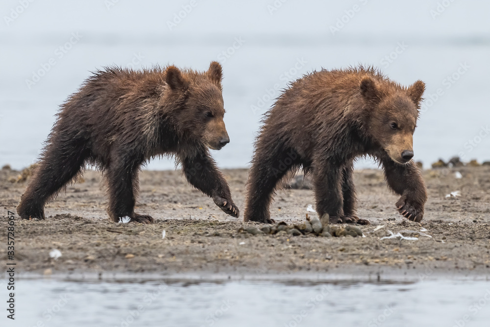 Fototapeta premium Ruling the landscape, brown bears of Kamchatka (Ursus arctos beringianus)