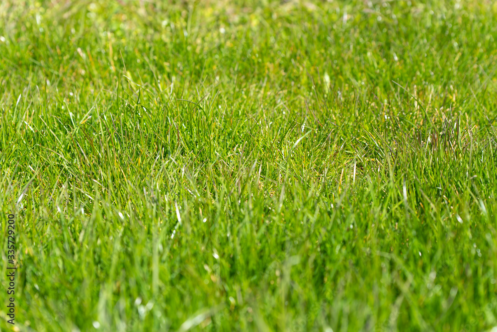 Naklejka premium young spring grass, full frame