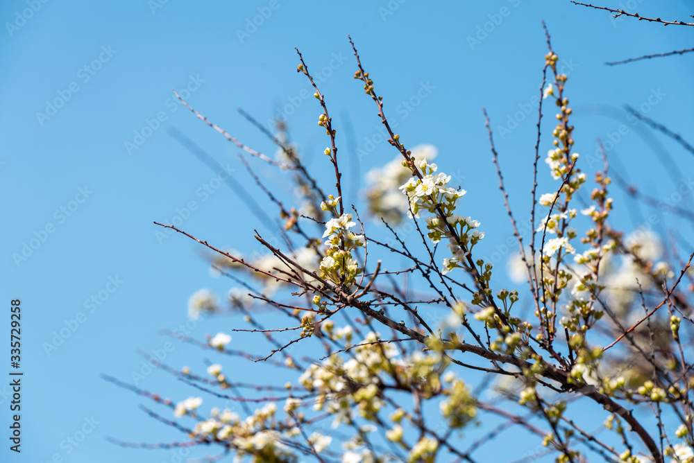 Spring background, flowering twigs of a tree on a background of the blue sky Spring background, flowering twigs of a tree on a background of the blue sky