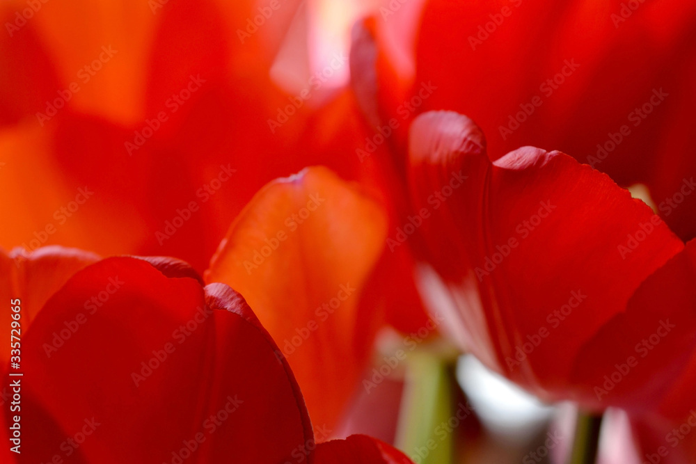 Red tulip flower blooming on green background in the garden under the sun, close up, macro Red tulip flower blooming on green background in the garden under the sun, close up, macro