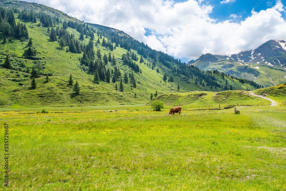 Landscape with bovine at grass, having lunch