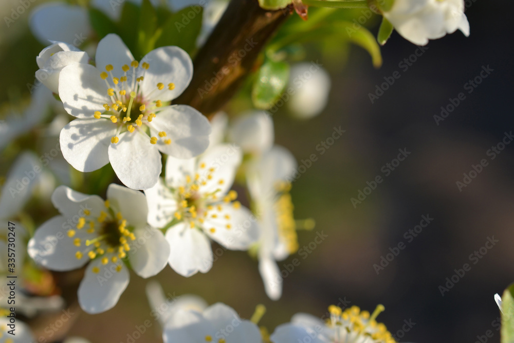 Beautiful branch flowers of an apple tree blooms in the sun on a spring day , close up, macro Beautiful branch flowers of an apple tree blooms in the sun on a spring day , close up, macro