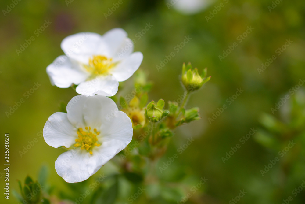 Beautiful branch flowers of an apple tree blooms in the sun on a spring day , close up, macro 