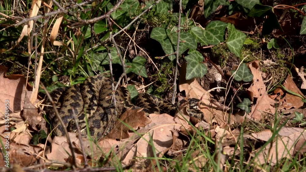 Adder snake in leaf littler close up England UK 4K Adder snake in leaf littler close up England UK 4K