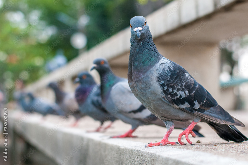 Obraz premium Pigeon line up looking at the camera