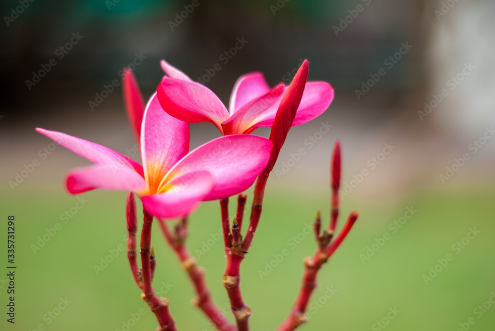 Fototapeta premium frangipani flower in the summer