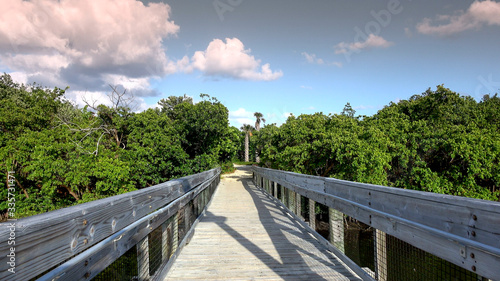 Beautiful green nature and landscapes in South FLORIDA