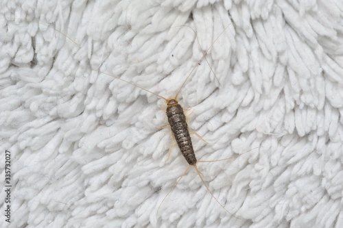 Silverfish most likely Ctenolepisma longicaudata or Lepisma saccharina an insect from the Lepismatidae family with long Terminalfilum and Cerci on a white floor mat