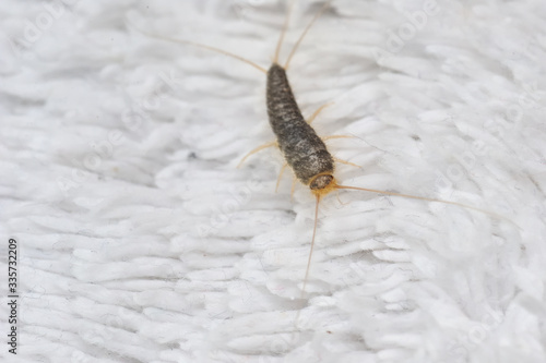 Silverfish most likely Ctenolepisma longicaudata or Lepisma saccharina an insect from the Lepismatidae family with long Terminalfilum and Cerci on a white floor mat