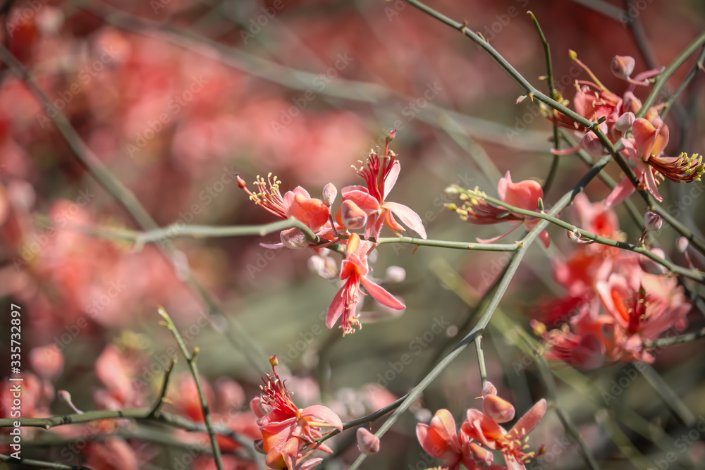 desert tree called kair in local language,capparis plants orange flowers on selective focus,beautiful view of karira plants flowers and fruits desert tree called kair in local language,capparis plants orange flowers on selective focus,beautiful view of karira plants flowers and fruits