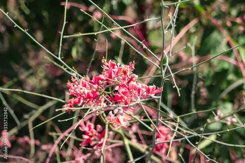 capparis plants and caper Berry on selective focus,karira and kareel flowers photo