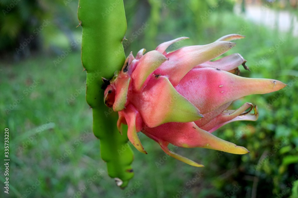 Pink dragon fruit with green stalks Pink dragon fruit with green stalks
