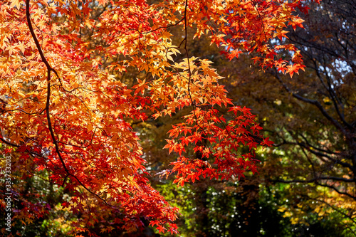 Bright red maple leaves on a sunny day