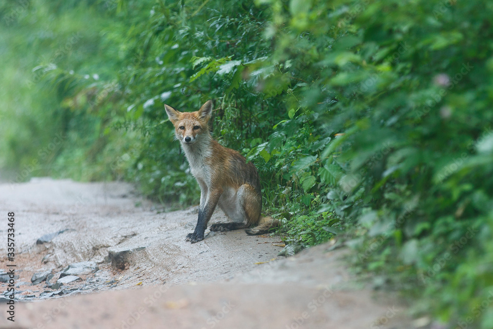 Young wild red fox. An exhausted fox stands on a dirt forest road and begs for food.